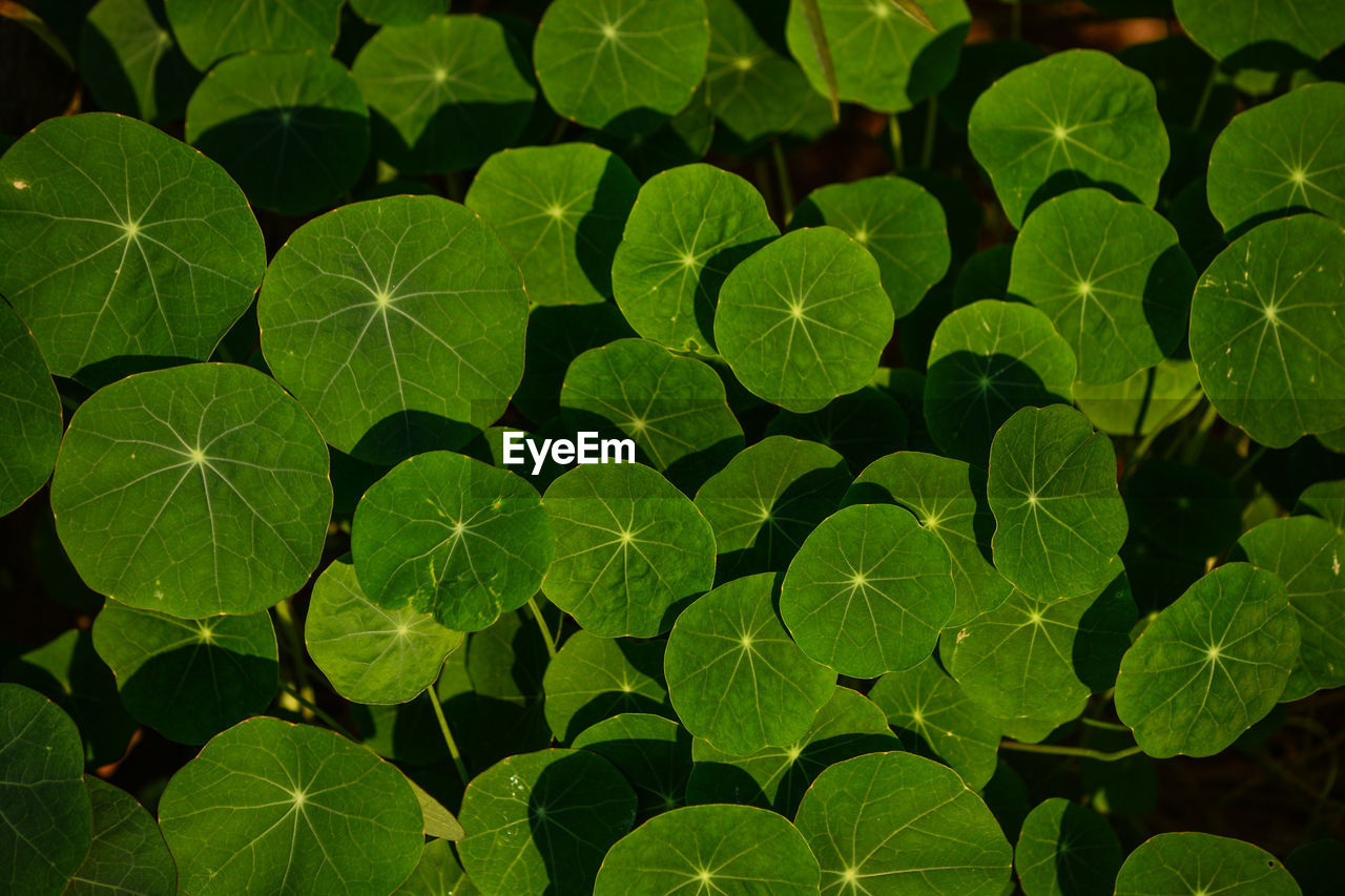 Close-up of green leaves