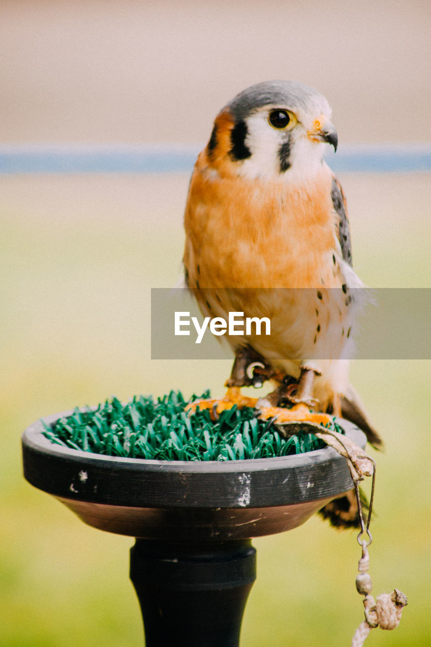 Close-up of kestrel perching outdoors