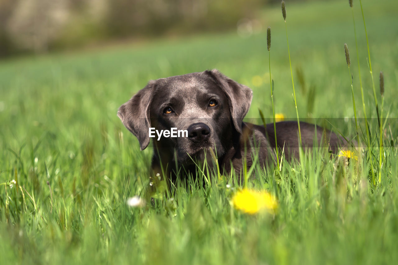 PORTRAIT OF DOG ON GRASS FIELD