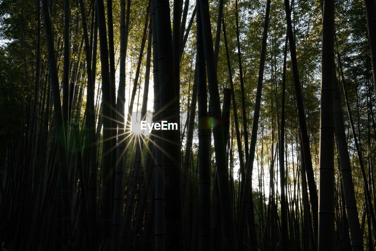 LOW ANGLE VIEW OF SUNLIGHT STREAMING THROUGH TREES