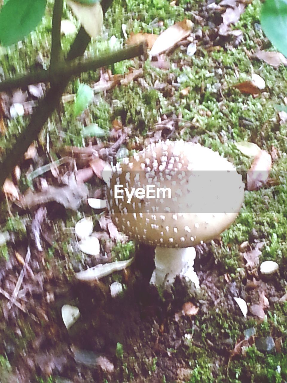 CLOSE-UP OF MUSHROOMS IN FOREST