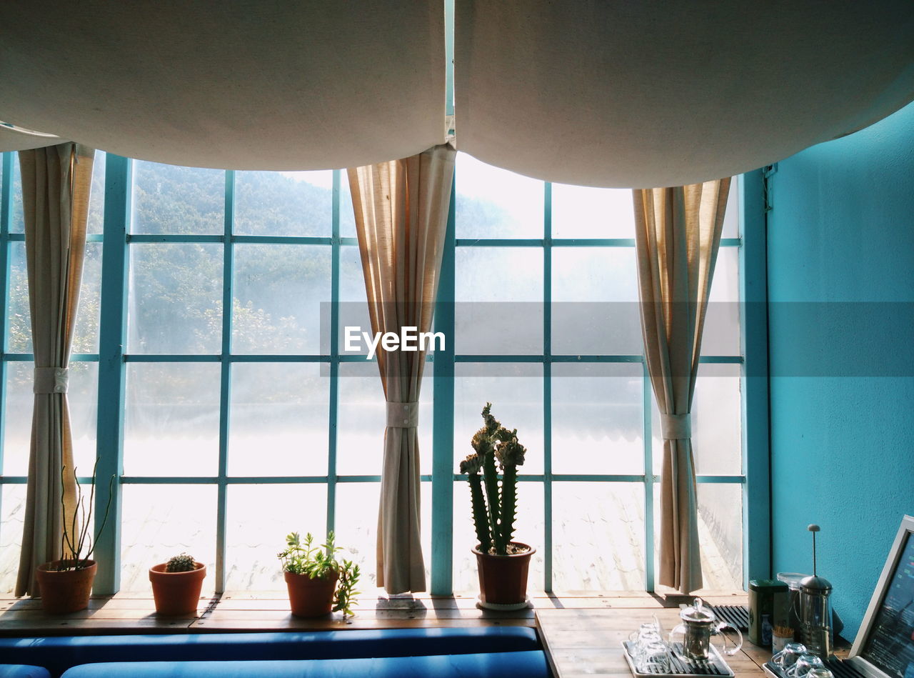 Potted plants on window sill at home