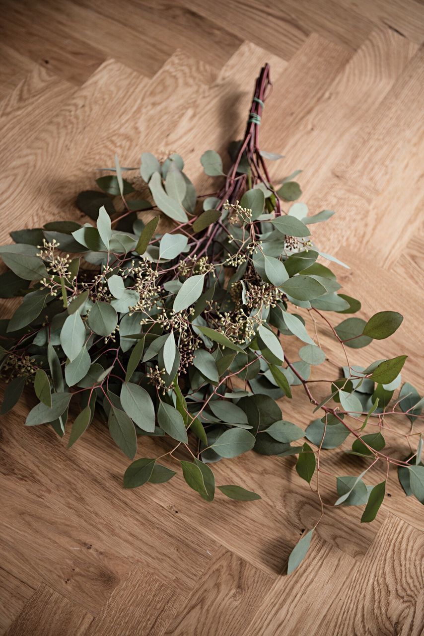 High angle view of plant on table