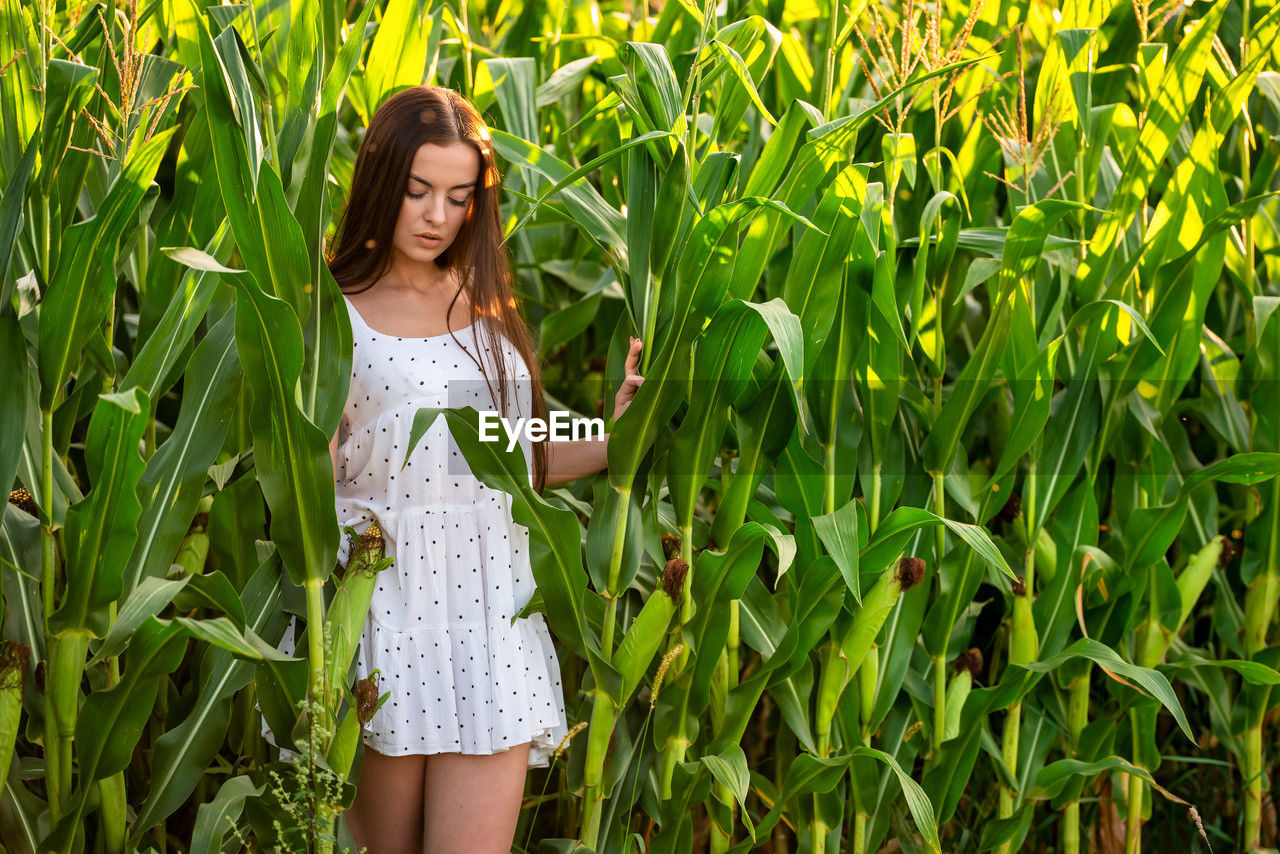 Young beautiful woman in white dress in corn field.