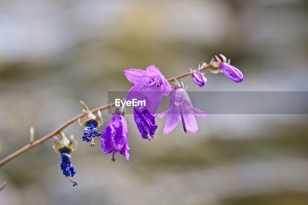 Close-up of purple flowering plant