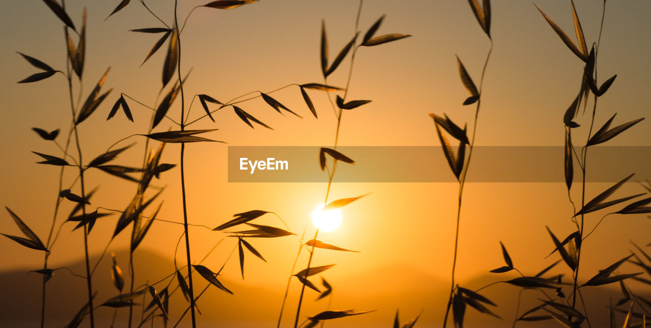 Plants against sky at sunset