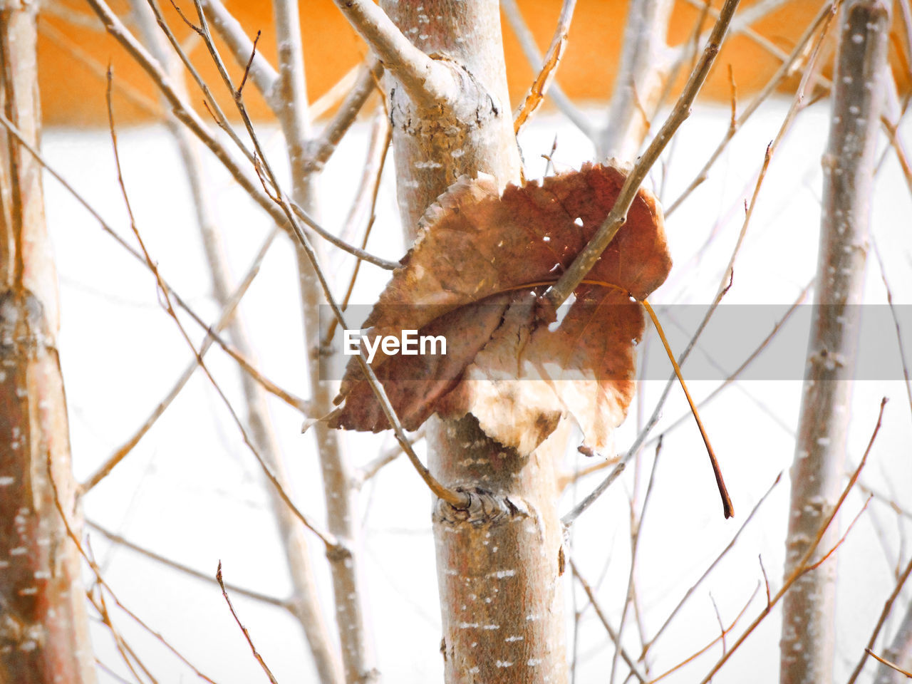 Close-up of dry leaf fallen on tree