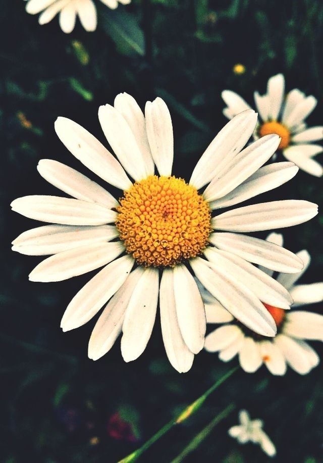 Daisy flowers blooming in park