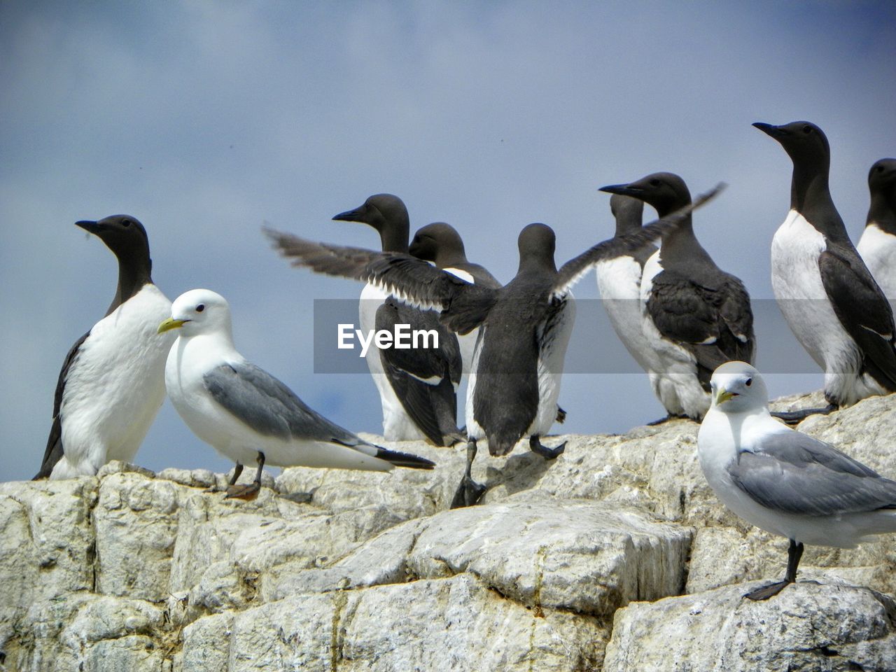 Birds on rock against sky