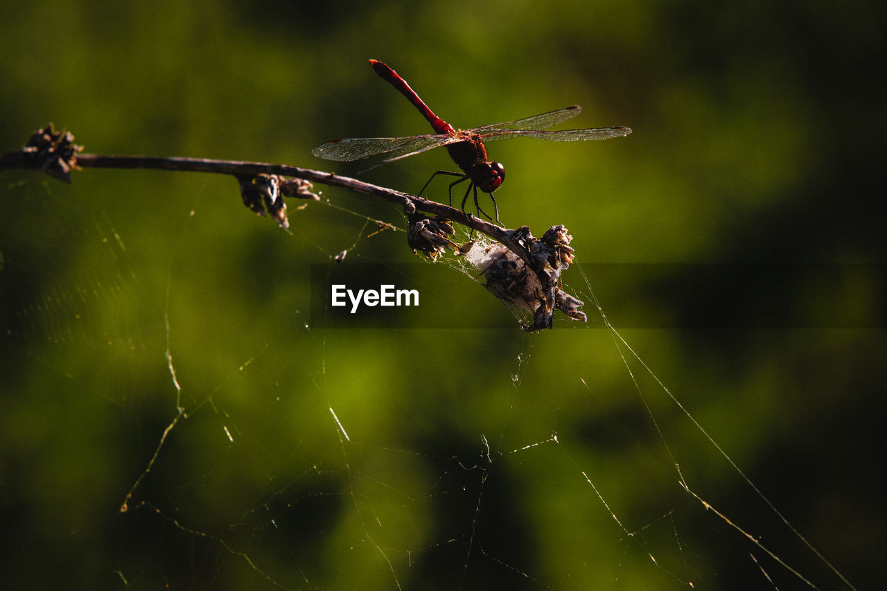 animal, animal themes, insect, animal wildlife, nature, spider web, wildlife, close-up, focus on foreground, fragility, macro photography, one animal, green, dragonfly, dragonflies and damseflies, spider, no people, animal body part, outdoors, beauty in nature, macro, arachnid, day, wet, plant, drop, trapped, limb, water, animal wing, zoology