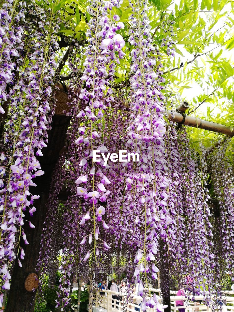 LOW ANGLE VIEW OF PURPLE FLOWERS BLOOMING ON PLANT