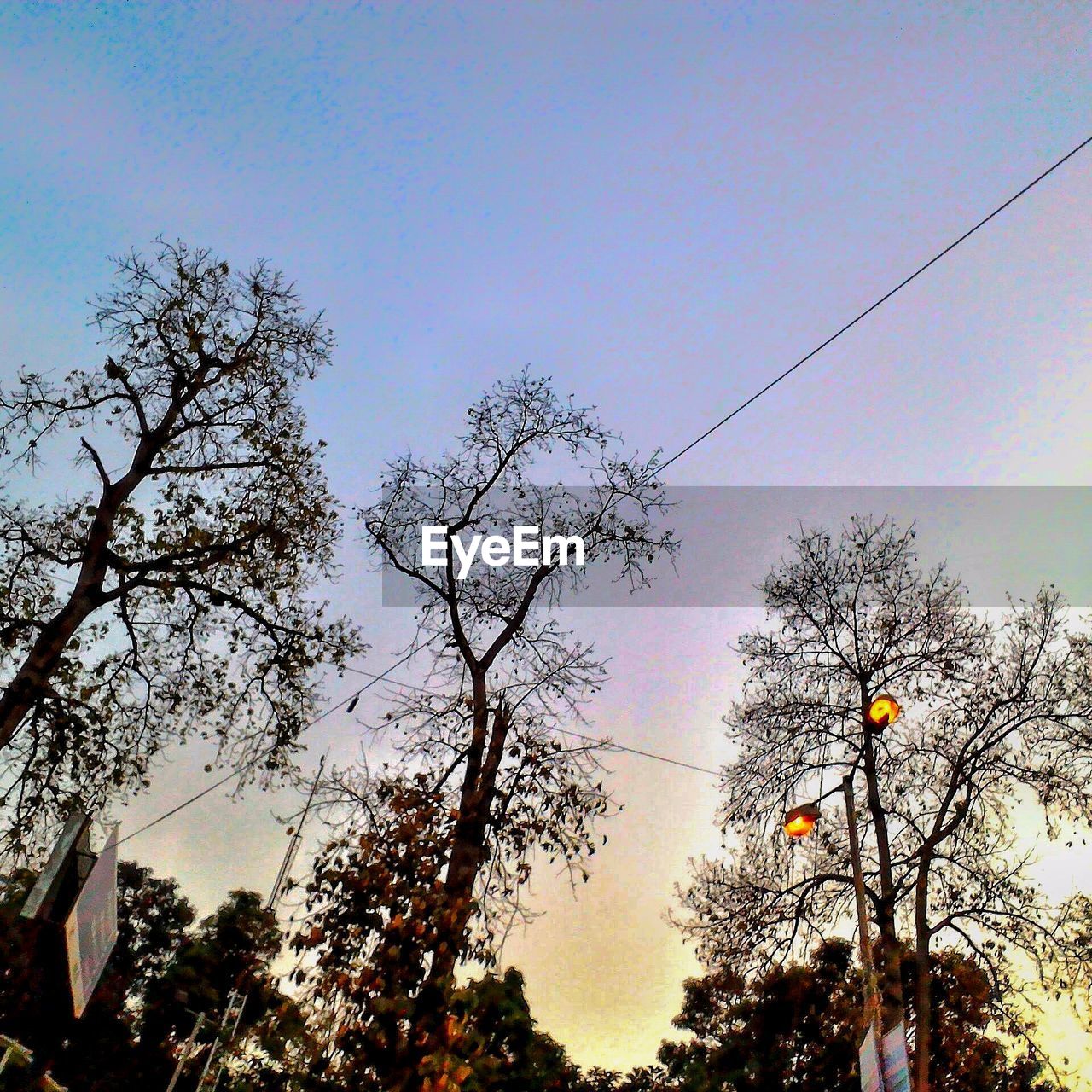 LOW ANGLE VIEW OF TREES AGAINST THE SKY