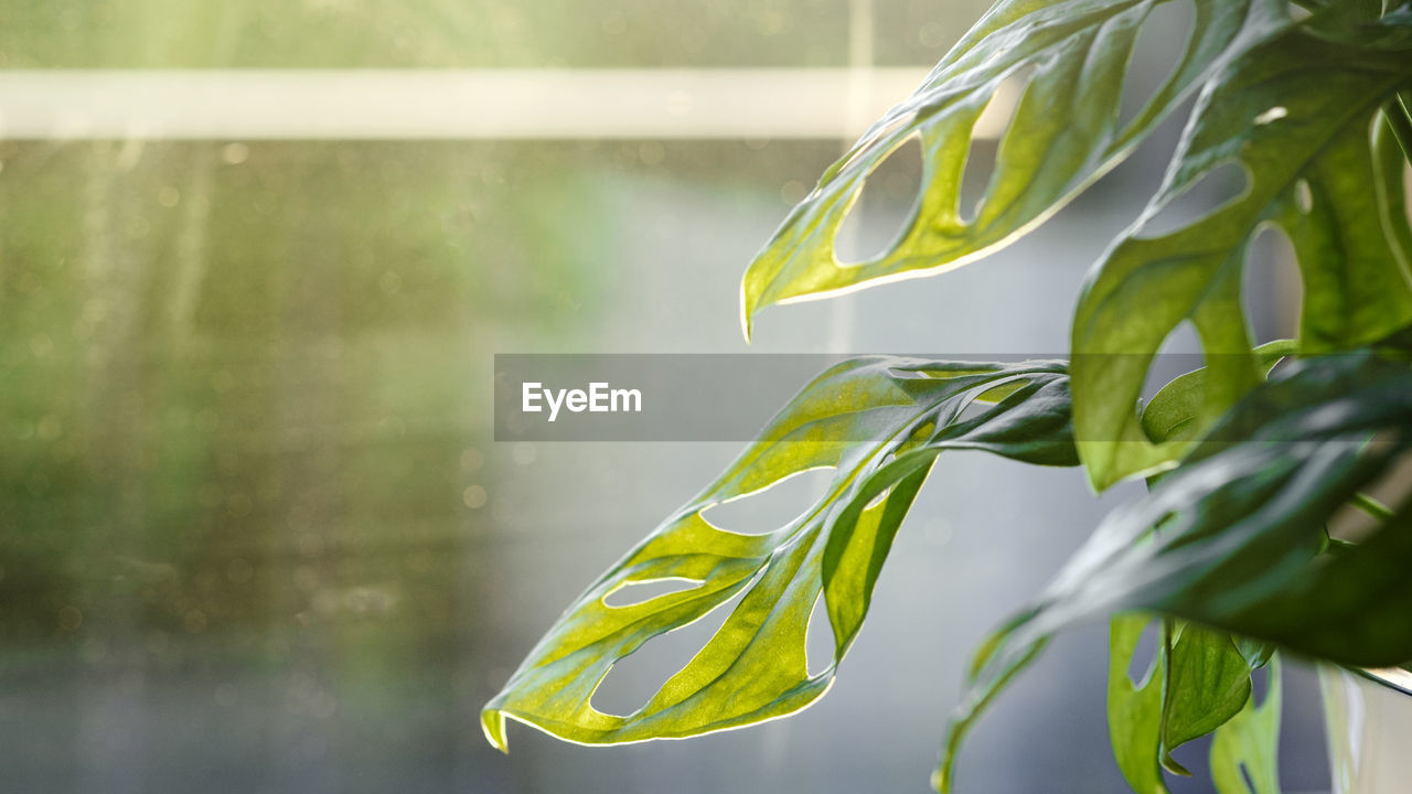 Monstera monkey mask or obliqua or adansonii stands on the windowsill. home plants care concept.