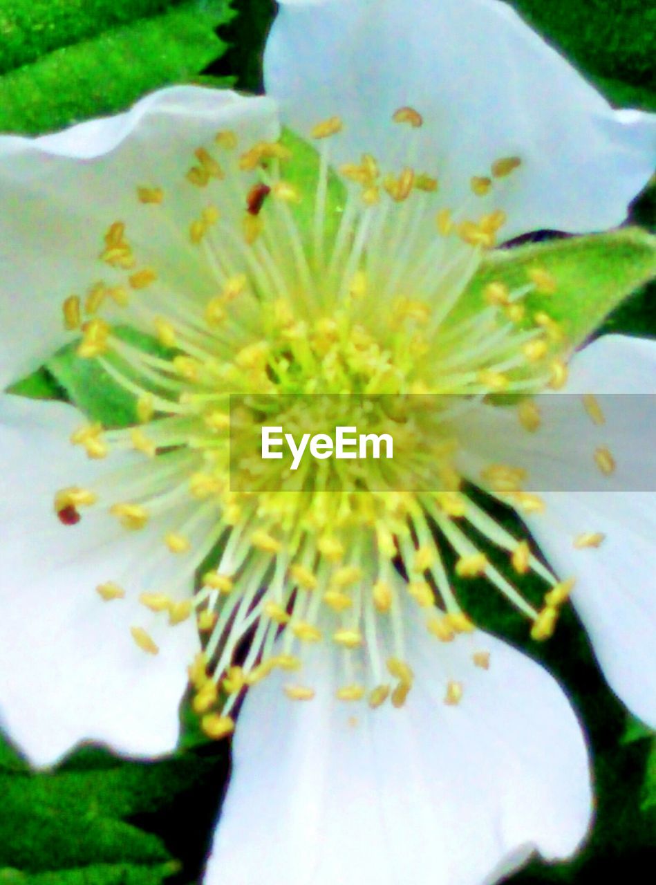 CLOSE-UP OF WHITE FLOWERS BLOOMING OUTDOORS