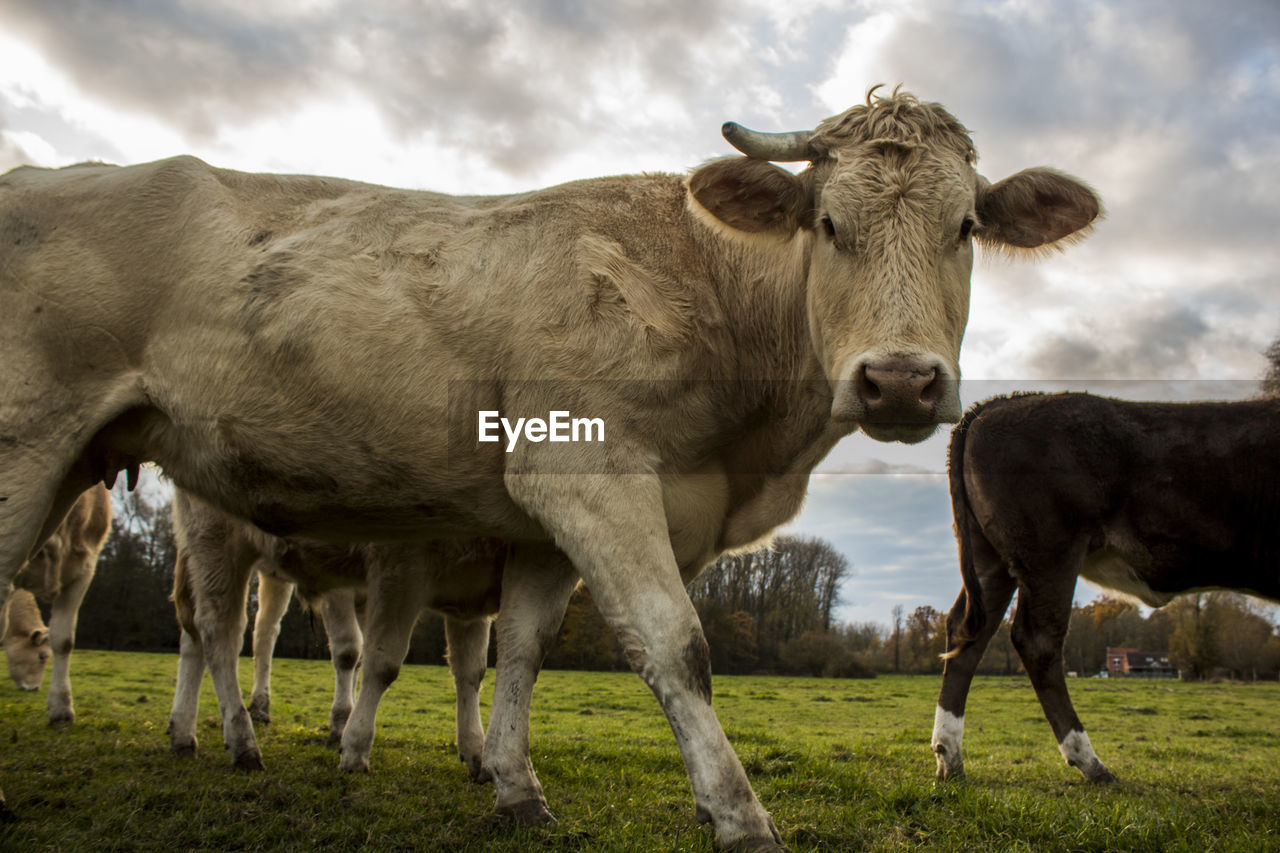 COWS STANDING ON FIELD