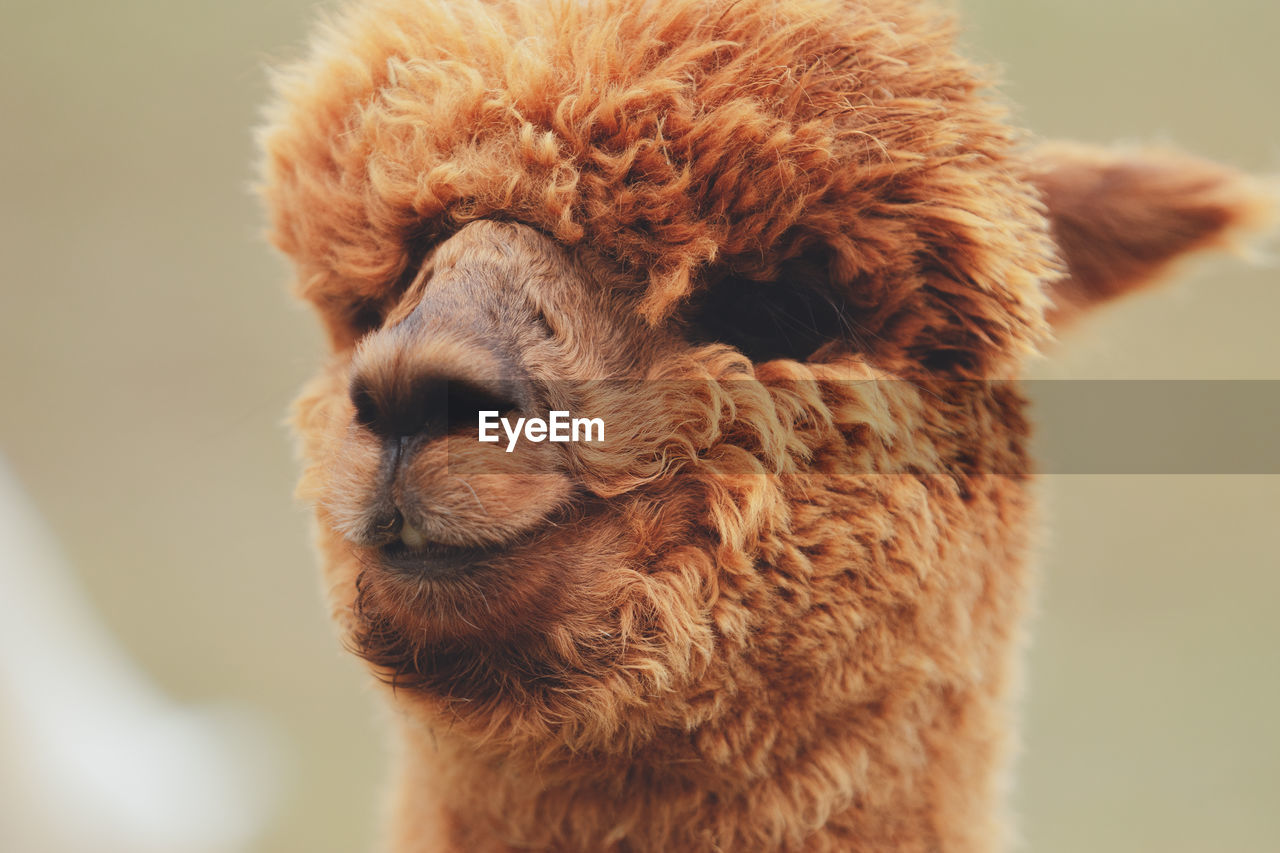 Close-up of a alpaca