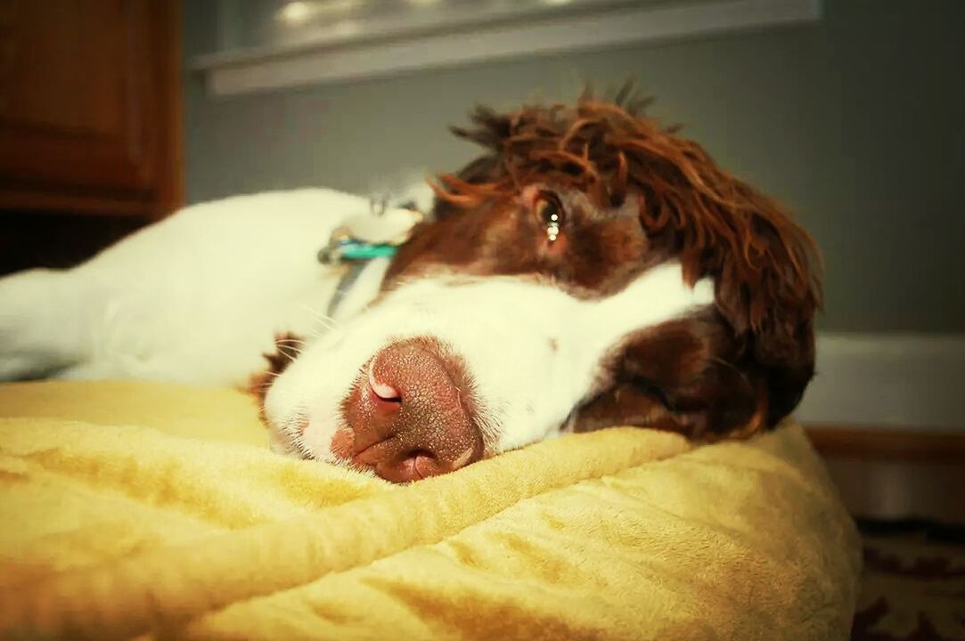 Dog lying on pet bed
