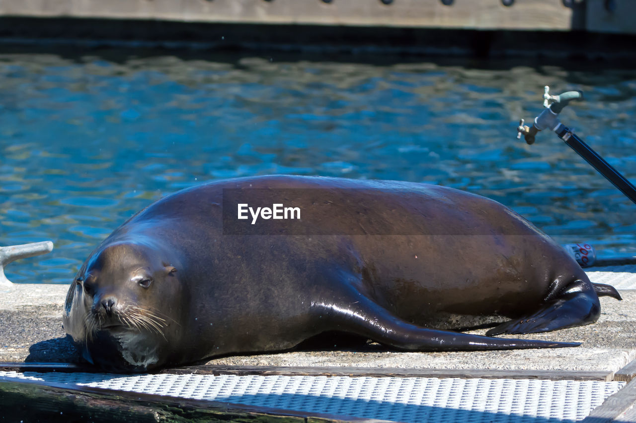 SEA LION IN SWIMMING POOL