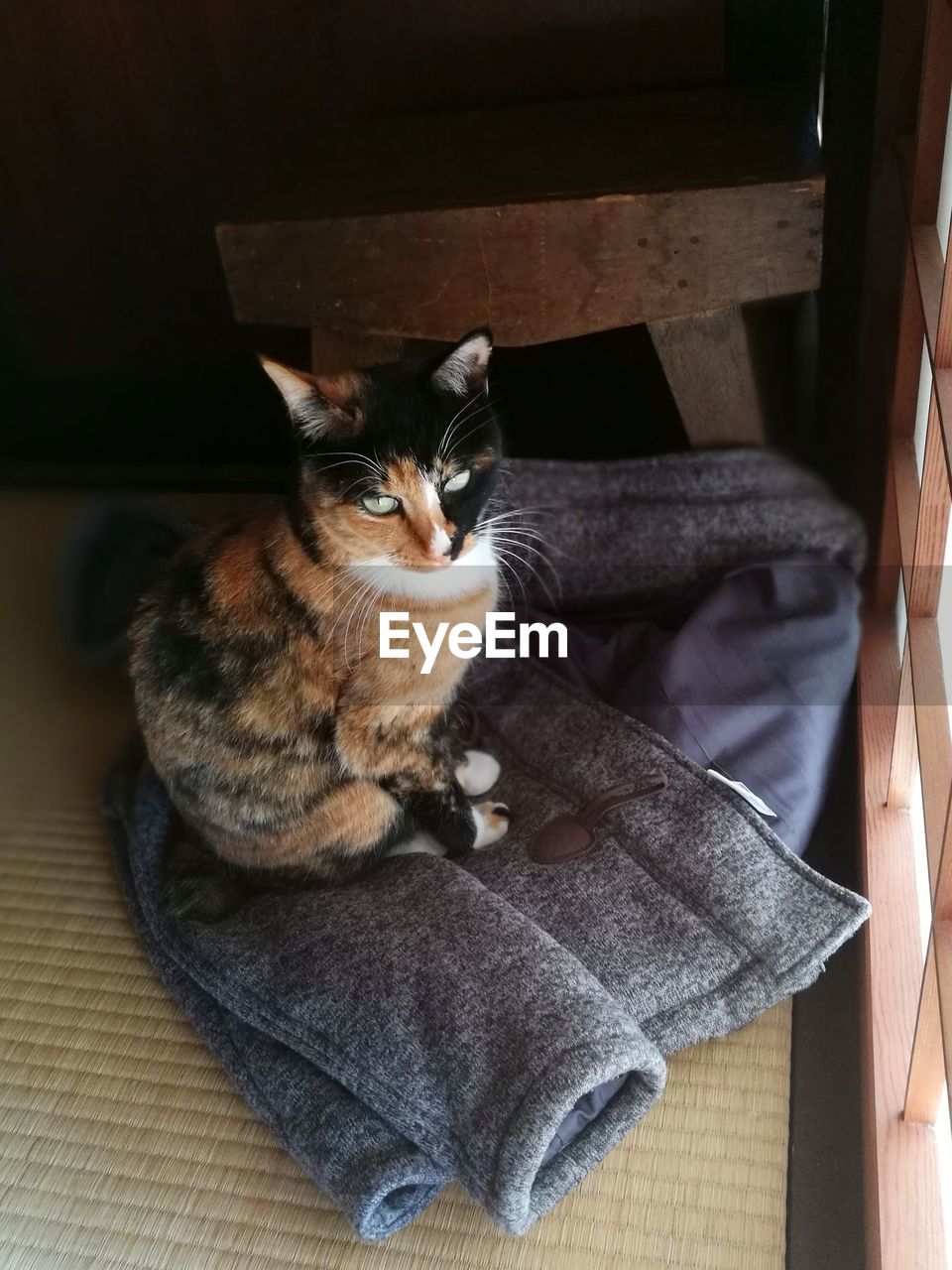 CLOSE-UP OF CAT SITTING ON WOODEN FLOOR