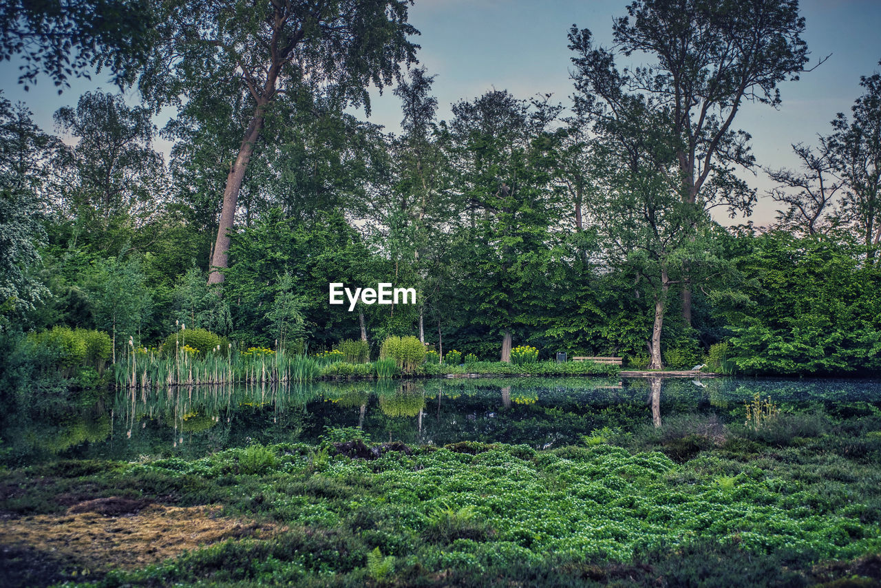 SCENIC VIEW OF TREES BY LAKE AGAINST SKY