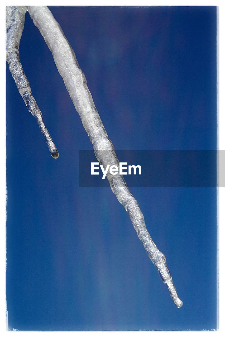CLOSE-UP OF BRANCHES AGAINST CLEAR SKY