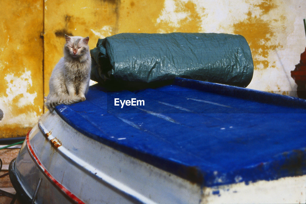 Stray cat sitting on upside down boat against yellow wall