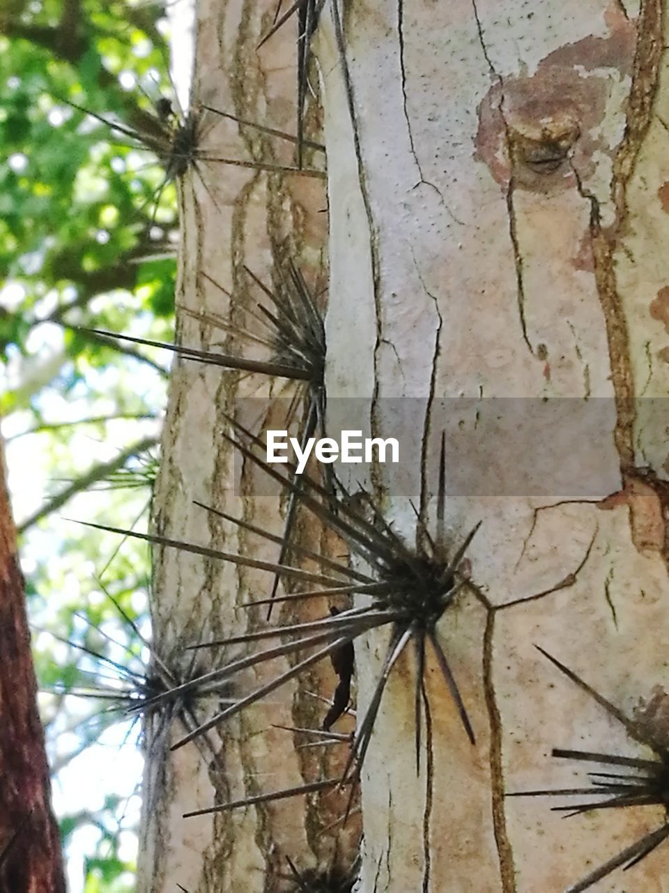 CLOSE-UP OF INSECT ON TREE