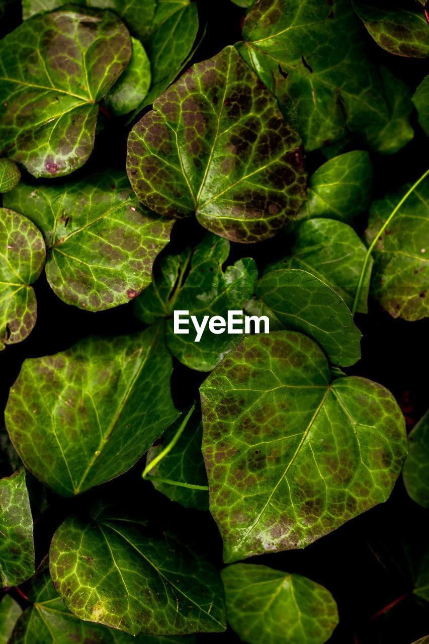 Drenched ivy leaves in the woods glisten after the rain.suitable for backgrounds