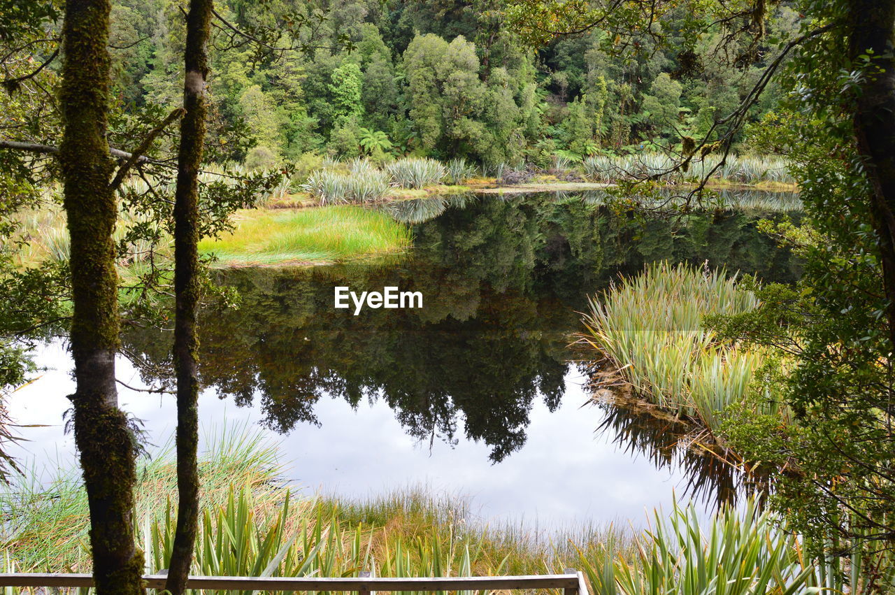 Scenic view of lake by trees against sky