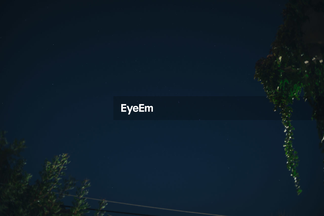 LOW ANGLE VIEW OF TREES AGAINST CLEAR SKY