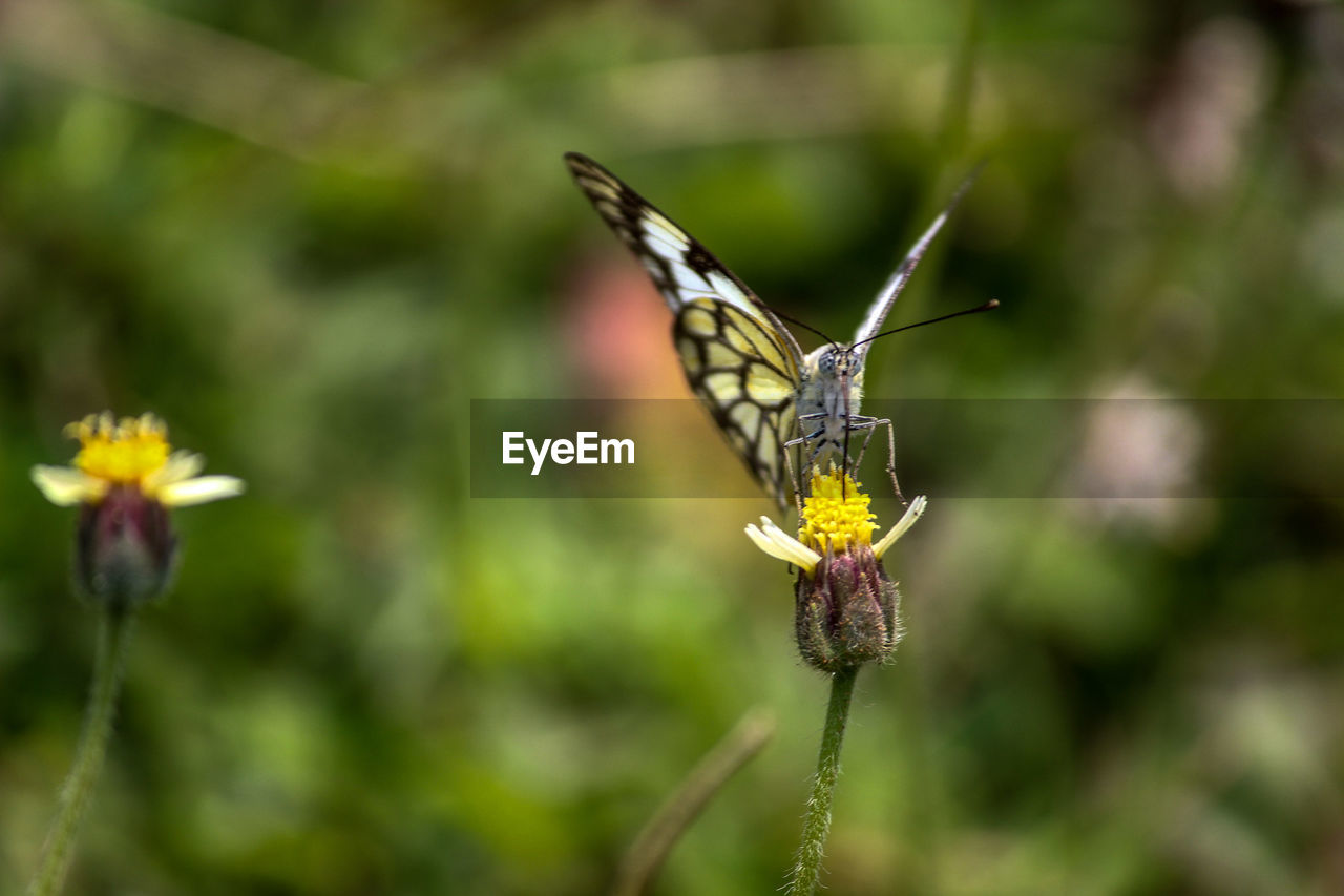 Close-up of butterfly pollinating on flower