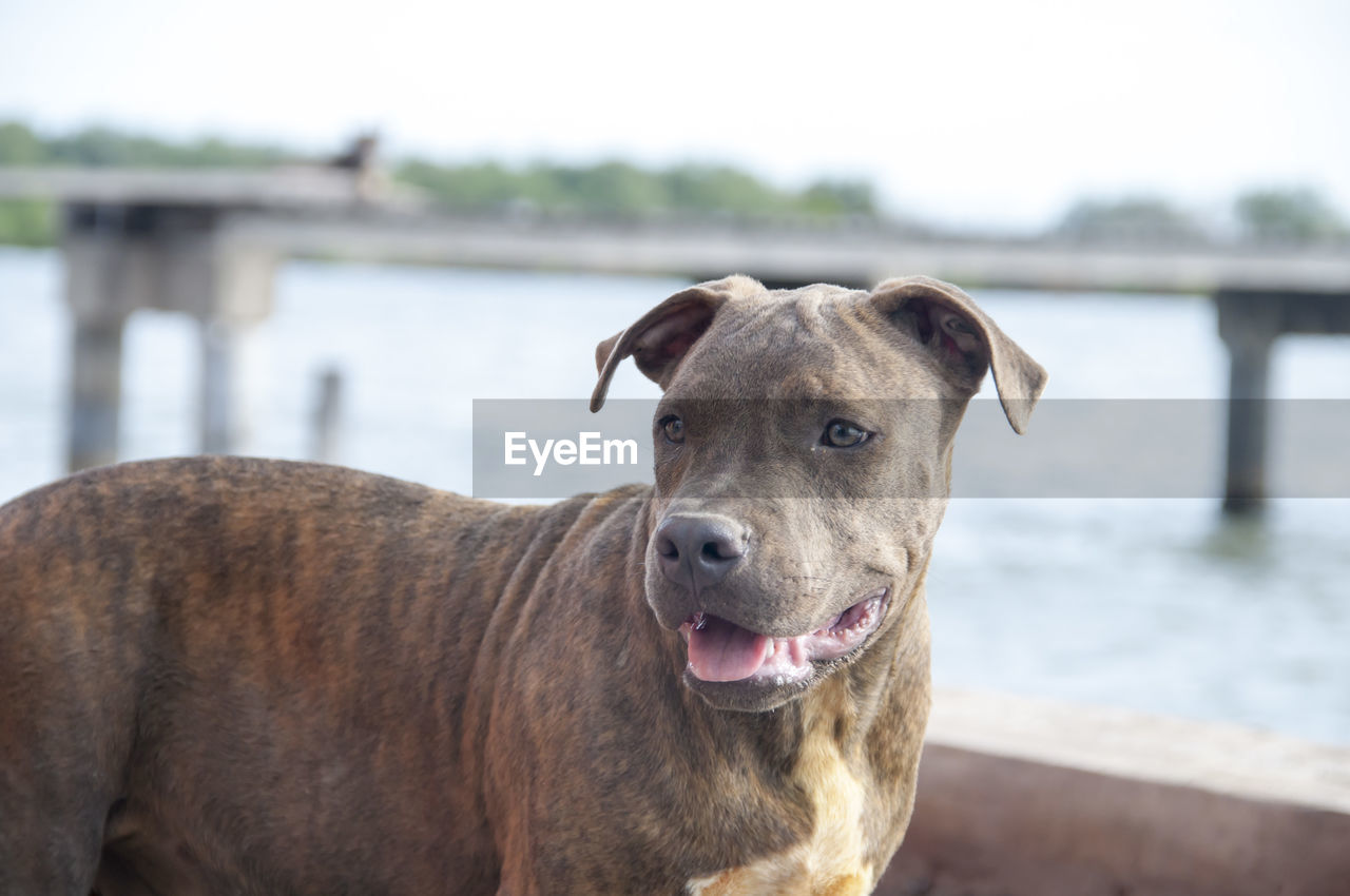 Close-up portrait of a dog