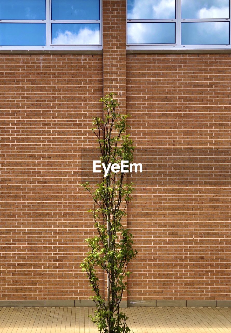 Plants against brick wall of building