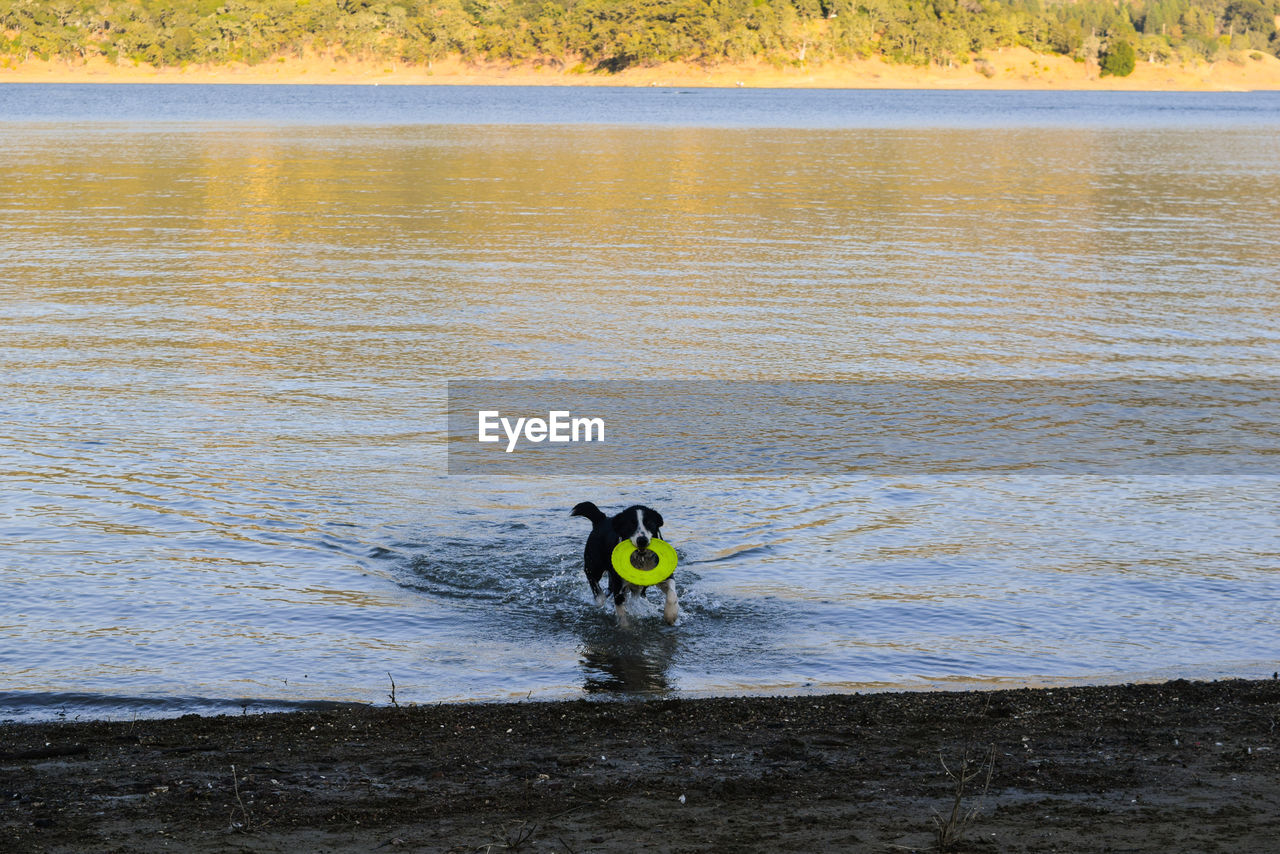 High angle view of dog by water against sky