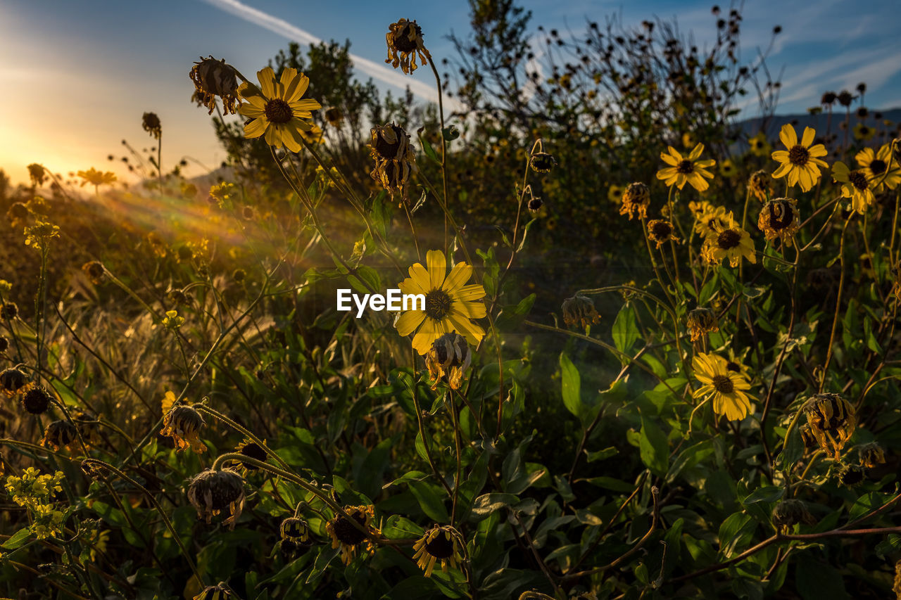 Yellow flowers blooming on field during sunset