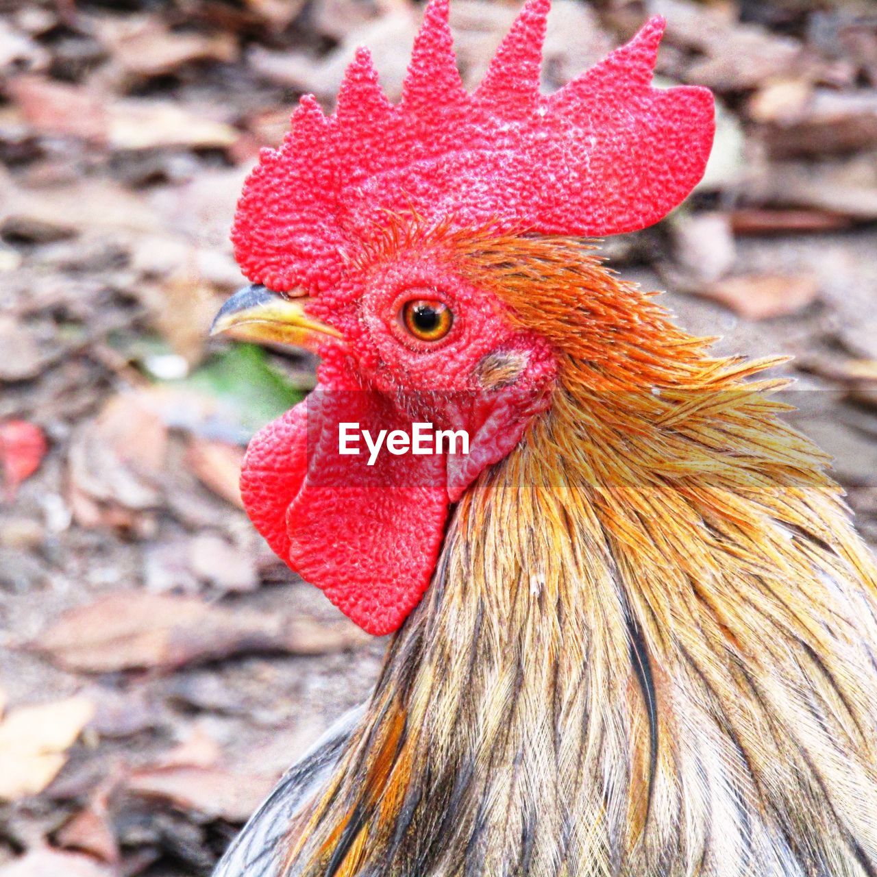 CLOSE-UP OF ROOSTER AGAINST RED LEAF