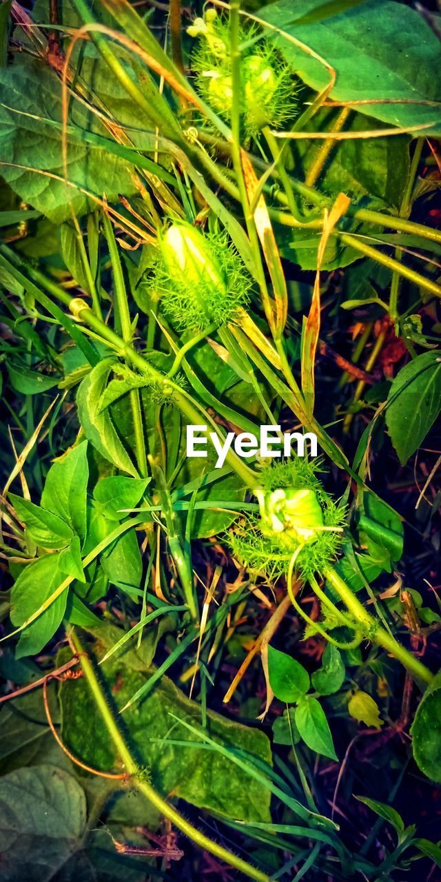 HIGH ANGLE VIEW OF FRESH GREEN PLANT IN FIELD