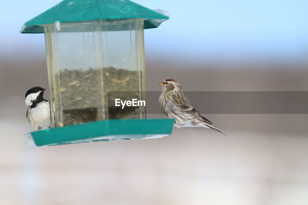 Close-up of bird perching on feeder