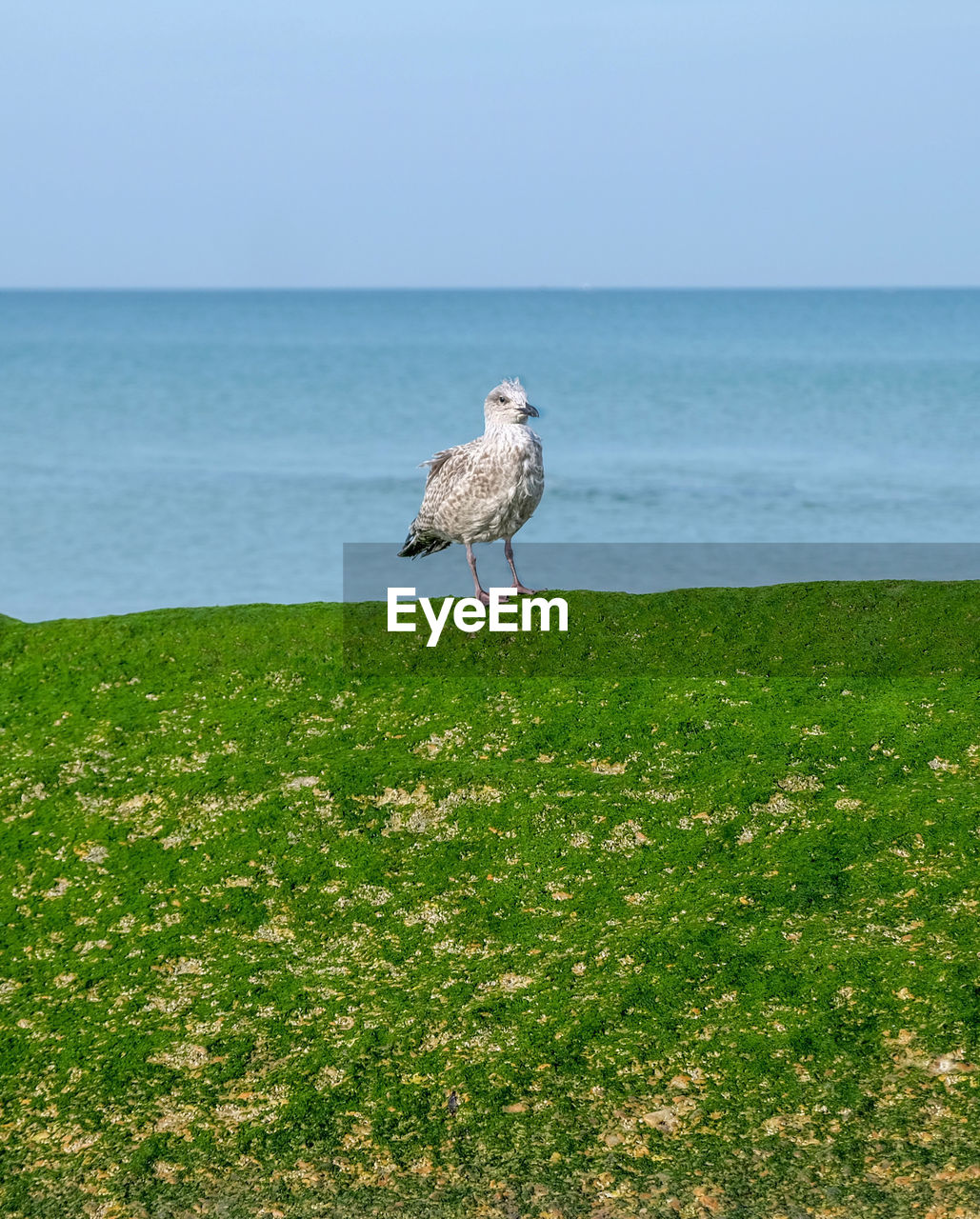 VIEW OF SEAGULL ON LAND