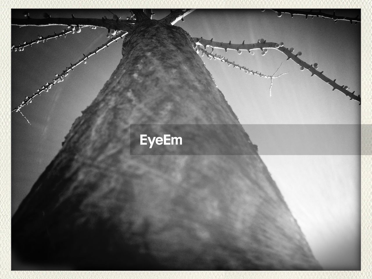 Low angle view of tree trunk