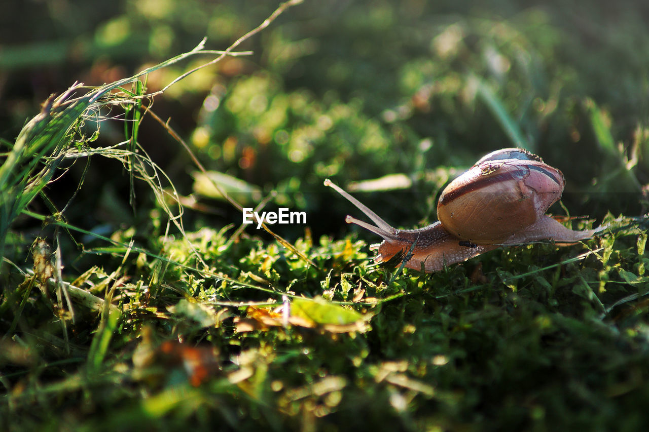 Close-up of snail on leaf