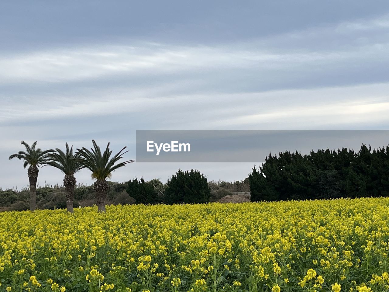 plant, rapeseed, landscape, produce, field, flower, agriculture, land, growth, sky, rural scene, vegetable, beauty in nature, environment, canola, food, tree, crop, flowering plant, yellow, nature, cloud, scenics - nature, oilseed rape, farm, freshness, prairie, no people, rural area, tranquility, mustard, tranquil scene, meadow, brassica rapa, grass, horizon, outdoors, springtime, day, food and drink, idyllic, blossom, plain, abundance, cultivated, grassland, non-urban scene