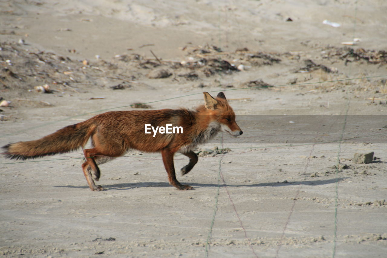 Side view of a fox running