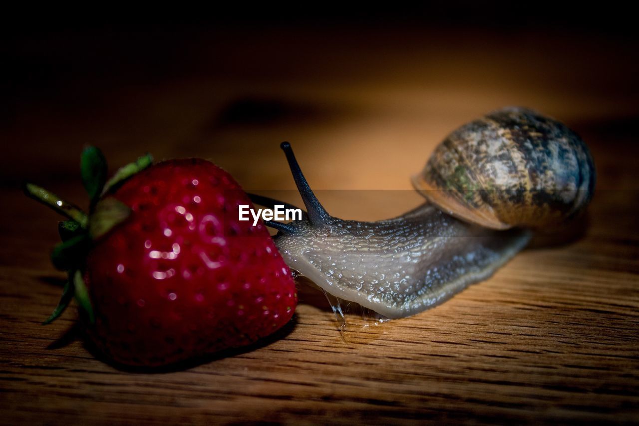 CLOSE-UP OF SNAIL ON RED