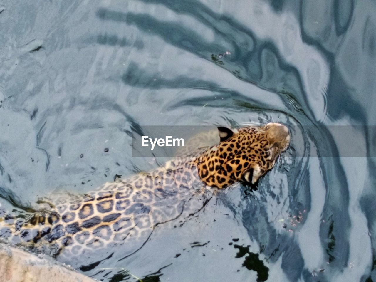 HIGH ANGLE VIEW OF TURTLE IN A LAKE