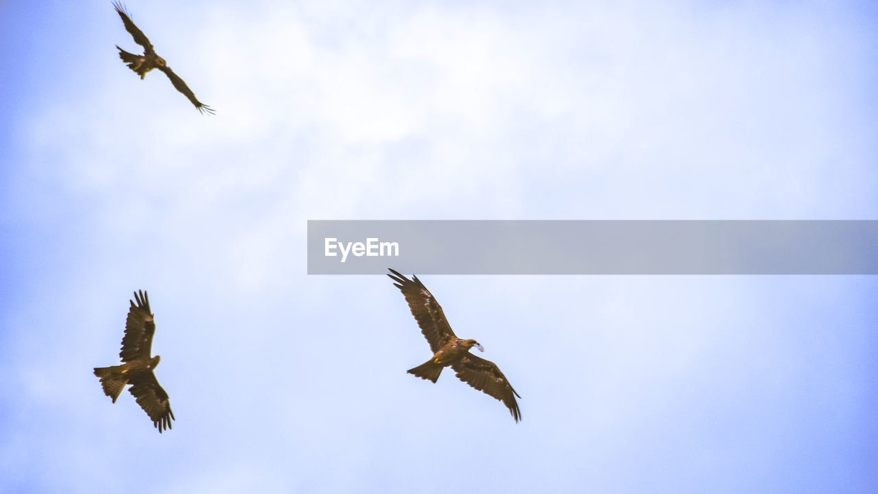 LOW ANGLE VIEW OF BIRDS FLYING