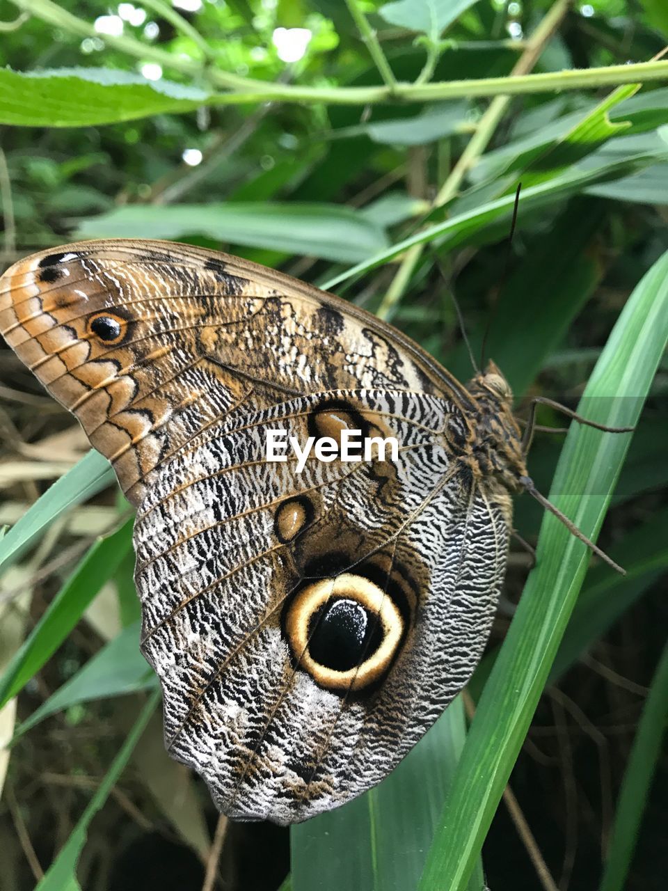 BUTTERFLY ON LEAF