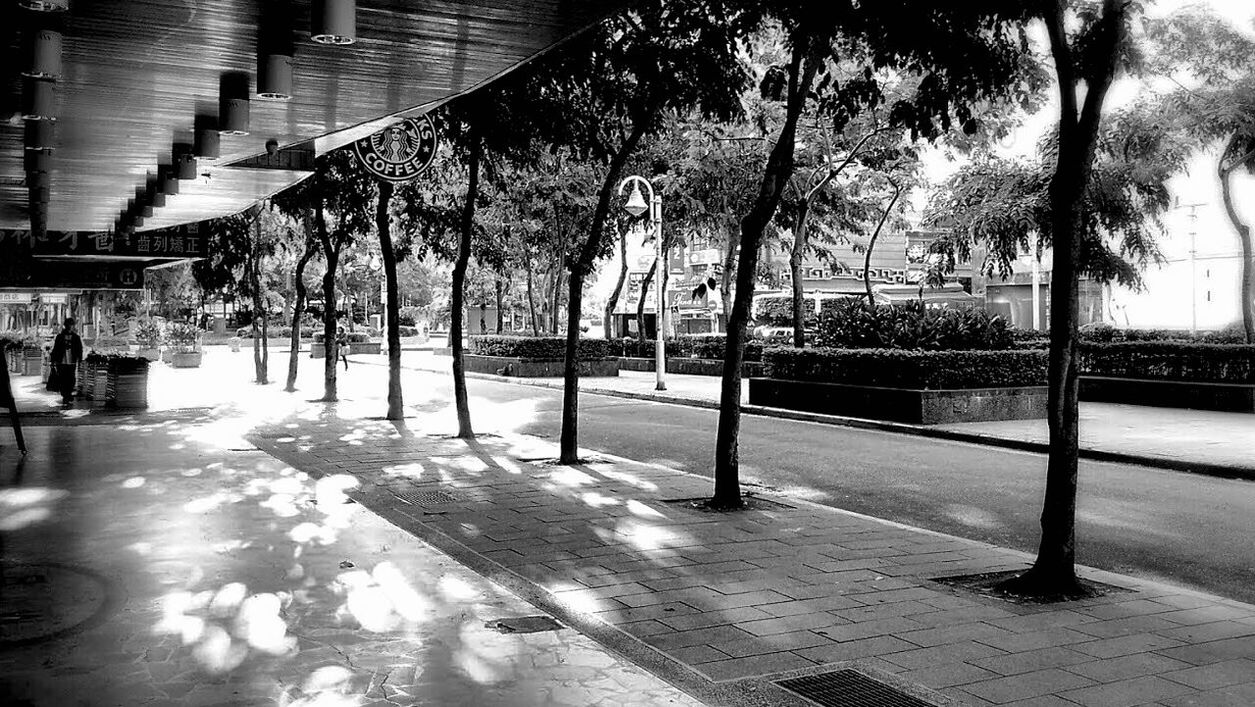 VIEW OF TREES IN THE CITY