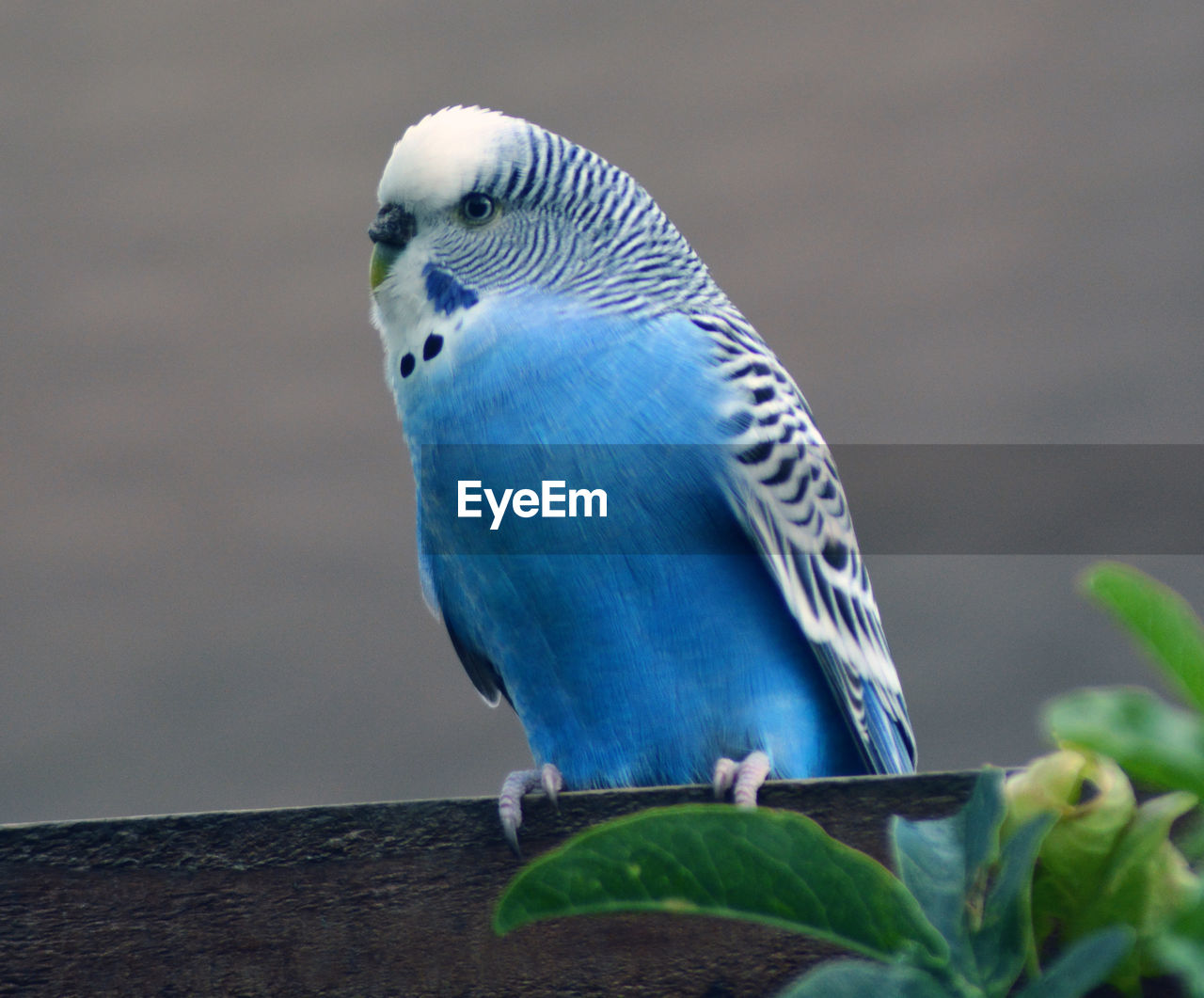 Blue budgie parakeet