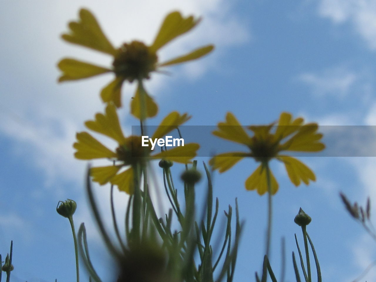 LOW ANGLE VIEW OF FLOWER BLOOMING AGAINST SKY